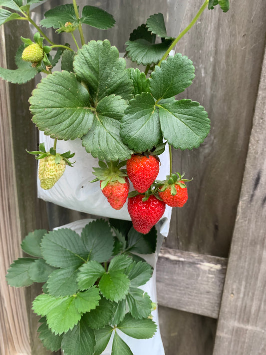 Full Garden System - 5 Vertical Growing Pocket Rolls (50 Pockets Total)